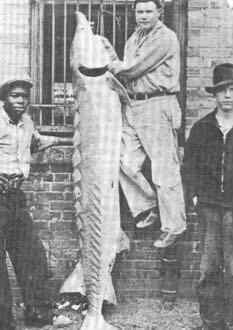 Man Holding Atlantic Sturgeon in Columbia, SC